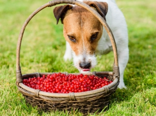 can dogs eat cranberries