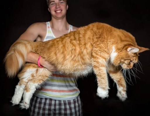 giant cat breeds