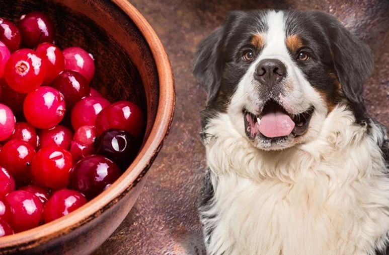dogs and cranberries