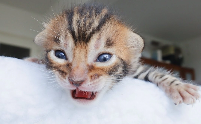 newborn kitten care