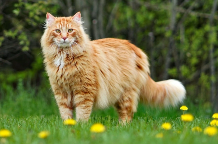 breeds of cats that are big