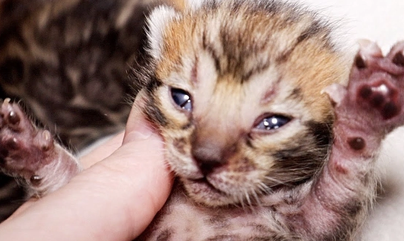 newborn kitten care