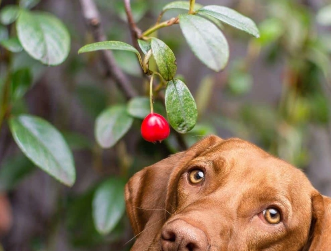 cranberries for dogs