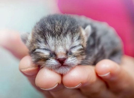 kitten eye development