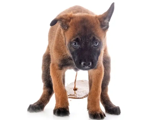 dog diarrhea home remedy