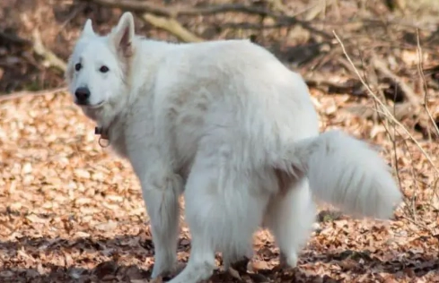 treatment for dog diarrhea