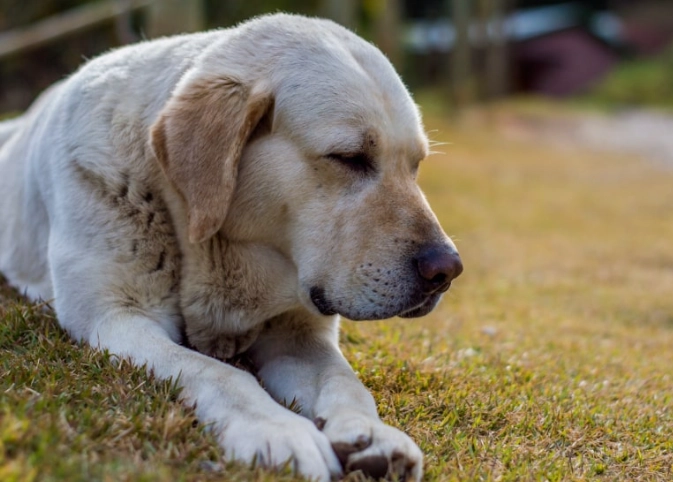 chronic kidney disease in dogs