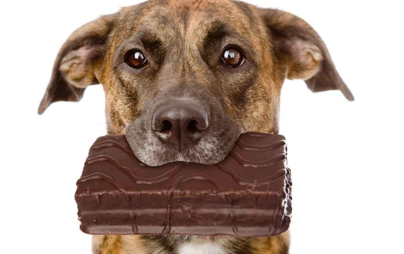 dog ate chocolate what to do dog ate chocolate what to do
