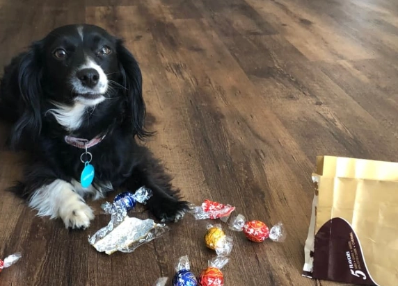 chocolate poisoning in dogs chocolate poisoning in dogs