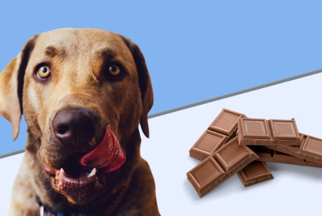 dog ate chocolate what to do dog ate chocolate what to do