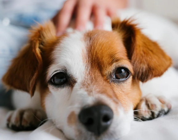 chronic kidney disease in dogs