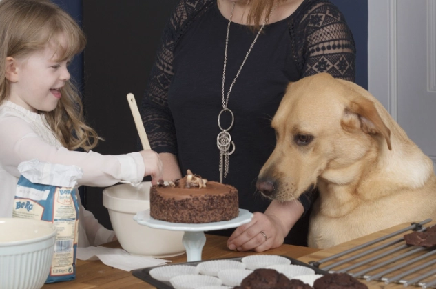 dog ate chocolate what to do dog ate chocolate what to do