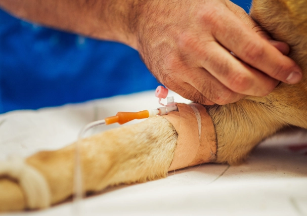 dog kidney failure symptoms