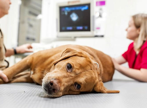 dog kidney failure symptoms