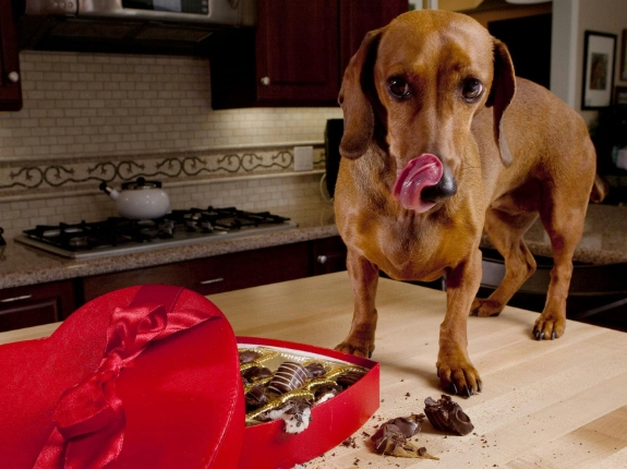 theobromine toxicity dog theobromine toxicity dog