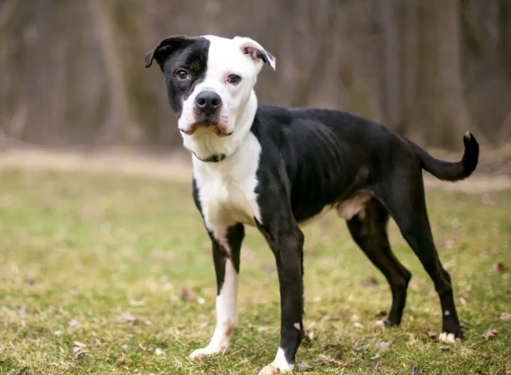 chronic kidney disease in dogs