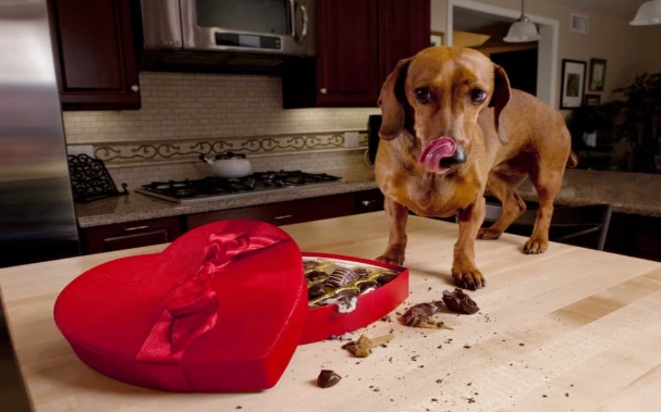 theobromine toxicity dog theobromine toxicity dog