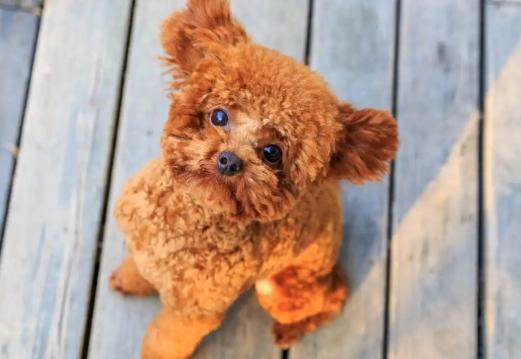 aromatherapy for pets