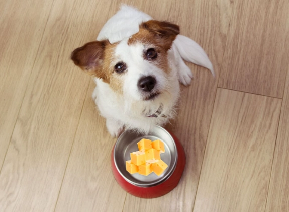 cheese for dogs