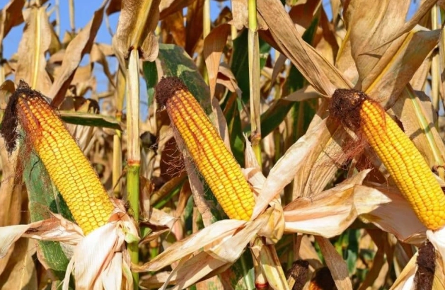 is corn good for dogs