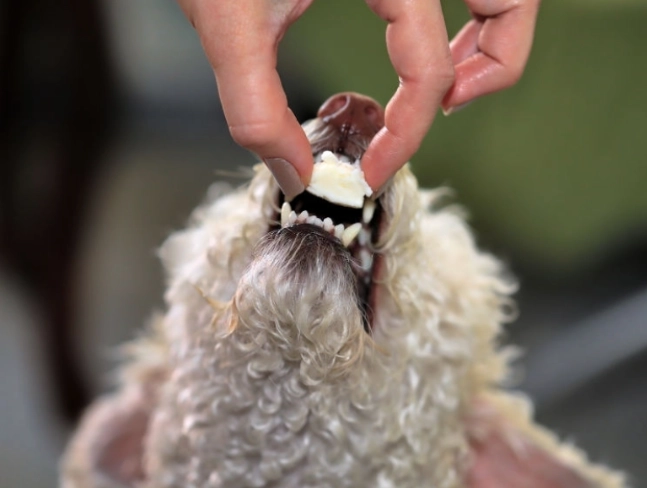 is cheese bad for dogs