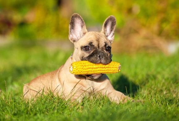 can dogs eat corn