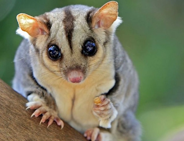 sugar glider as pet