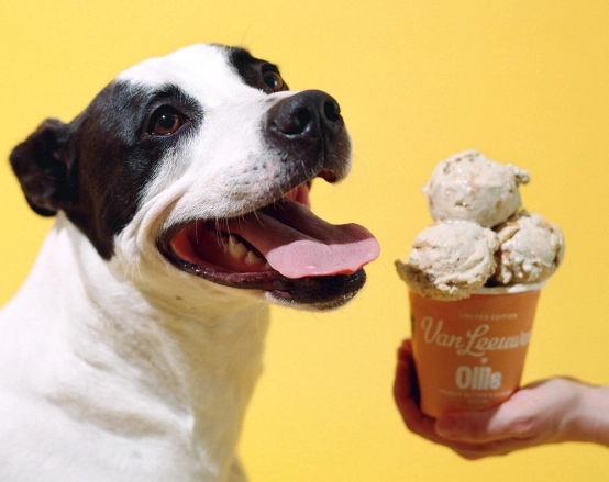 is vanilla ice cream bad for dogs