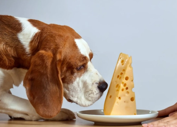 cheese for dogs