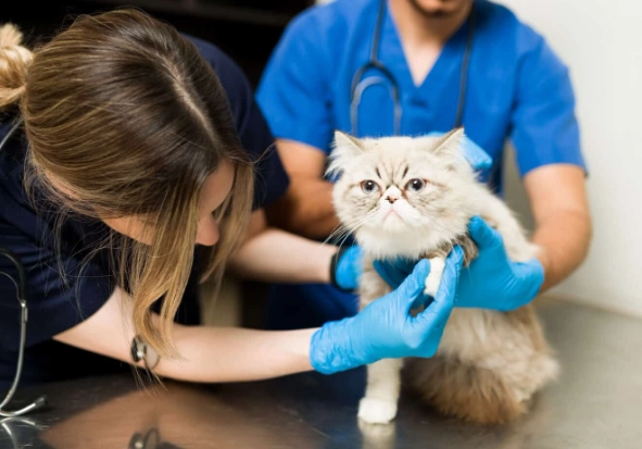 cat prednisolone dosage