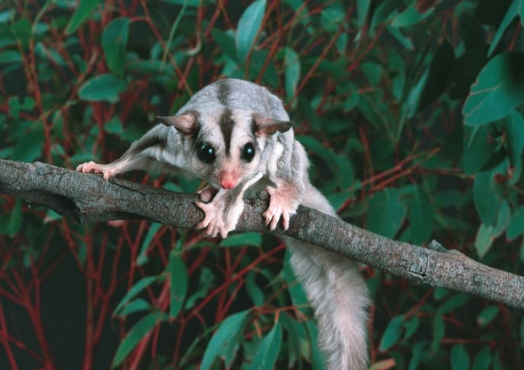 sugar glider care