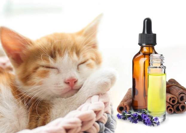 dog friendly essential oils