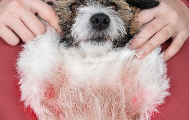 dog itchy skin dog itchy skin