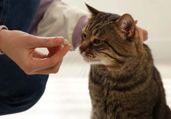 feline steroid treatment