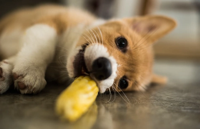 is corn good for dogs