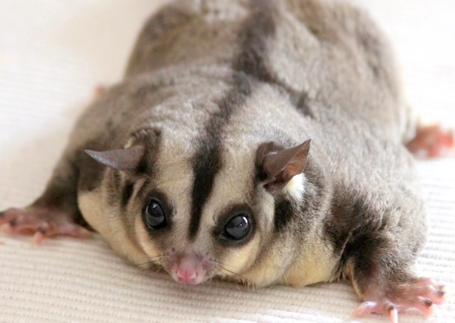 keeping sugar gliders