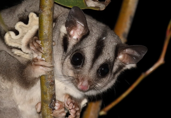 sugar glider care