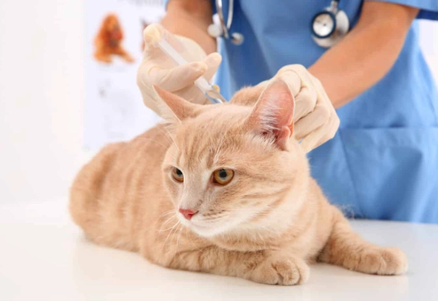 cat prednisolone dosage