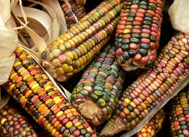 is corn safe for dogs