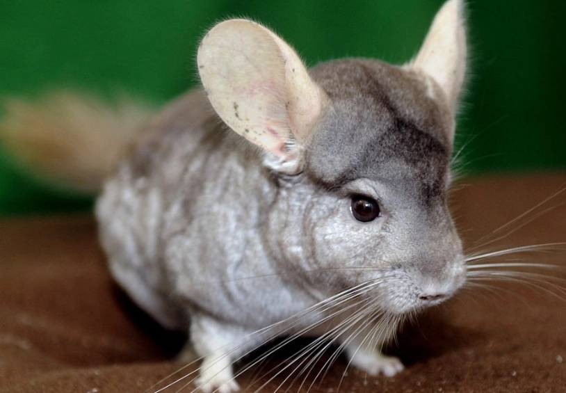 chinchilla diet