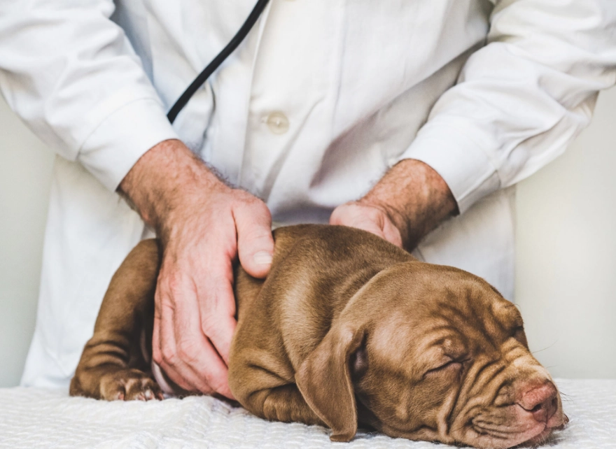 distemper in dogs treatment distemper in dogs treatment