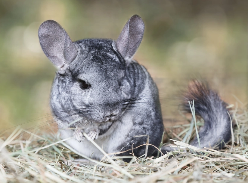 chinchilla care