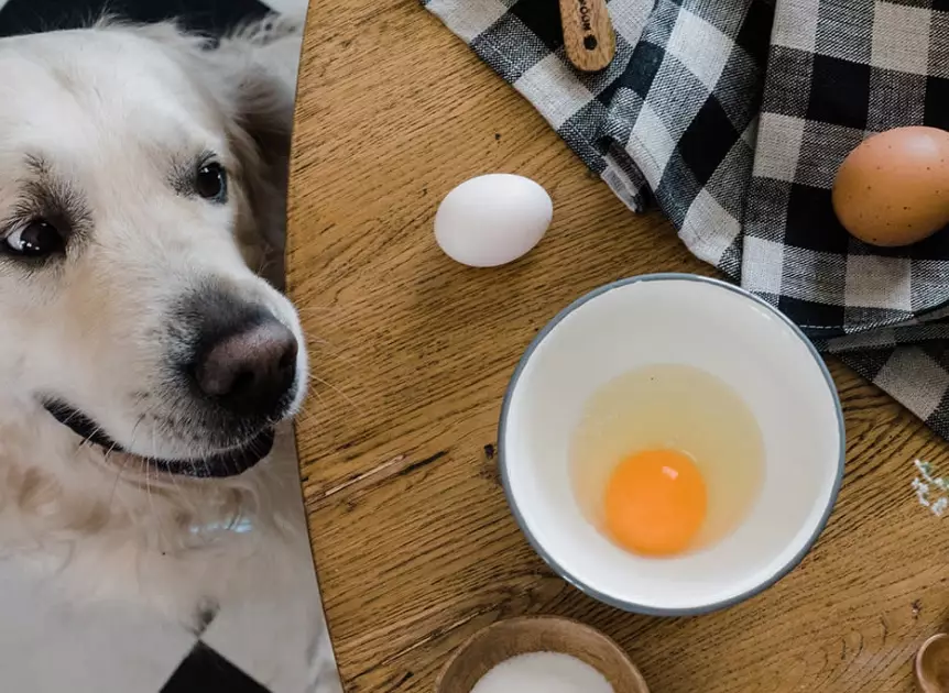 feeding eggs to dogs