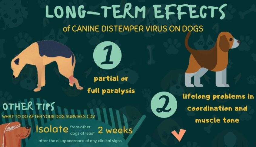 canine distemper vaccine canine distemper vaccine