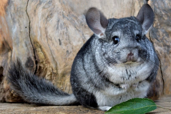 chinchilla care