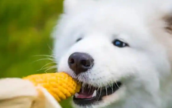feeding maize to dogs
