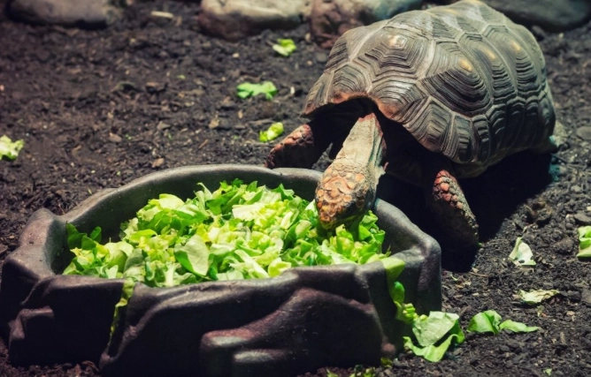 what can turtles eat