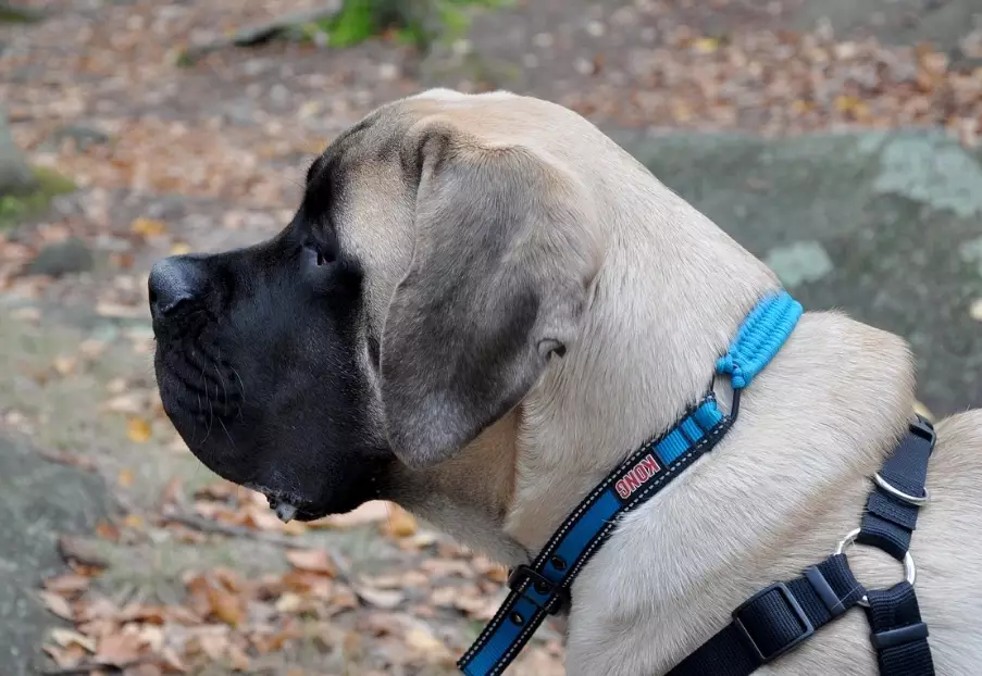 english mastiff size