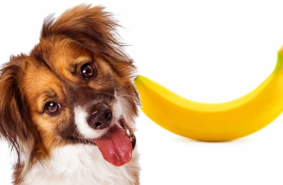 feeding bananas to dogs