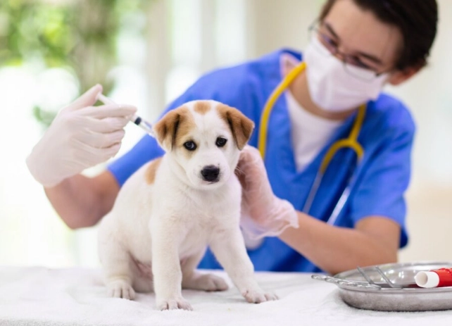 dog vaccination side effects dog vaccination side effects